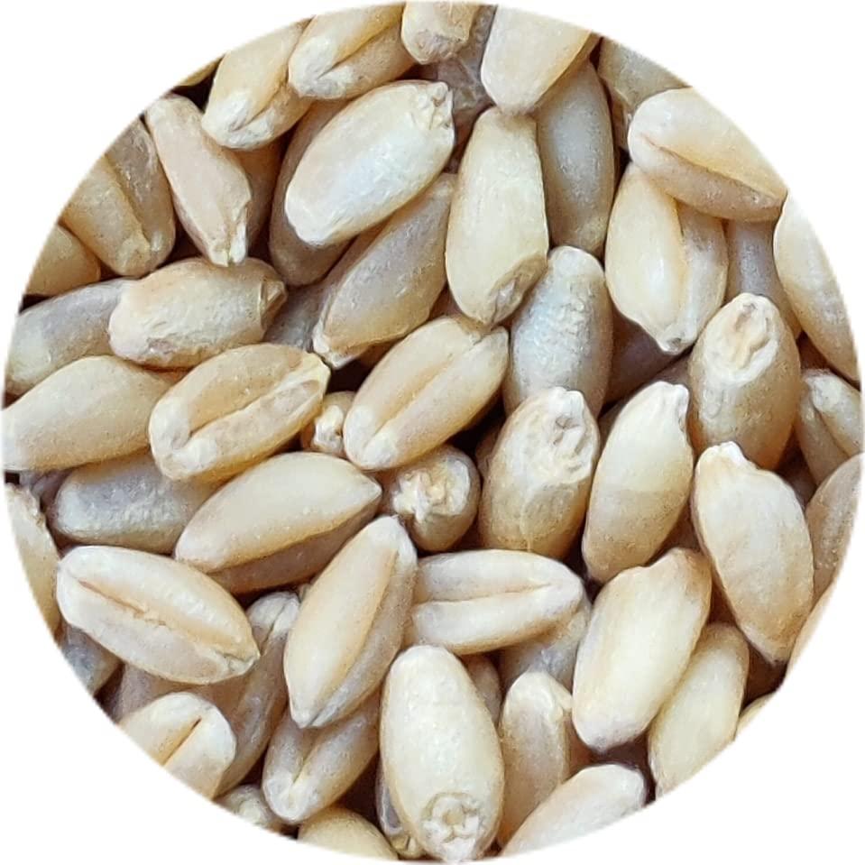 Kitchen Jungle Kitchen Jungle Seven Assorted Grains | 7 Dhan | Dhaan | sapt dhany for Pooja (  / 7 ) (10 Grams Each)