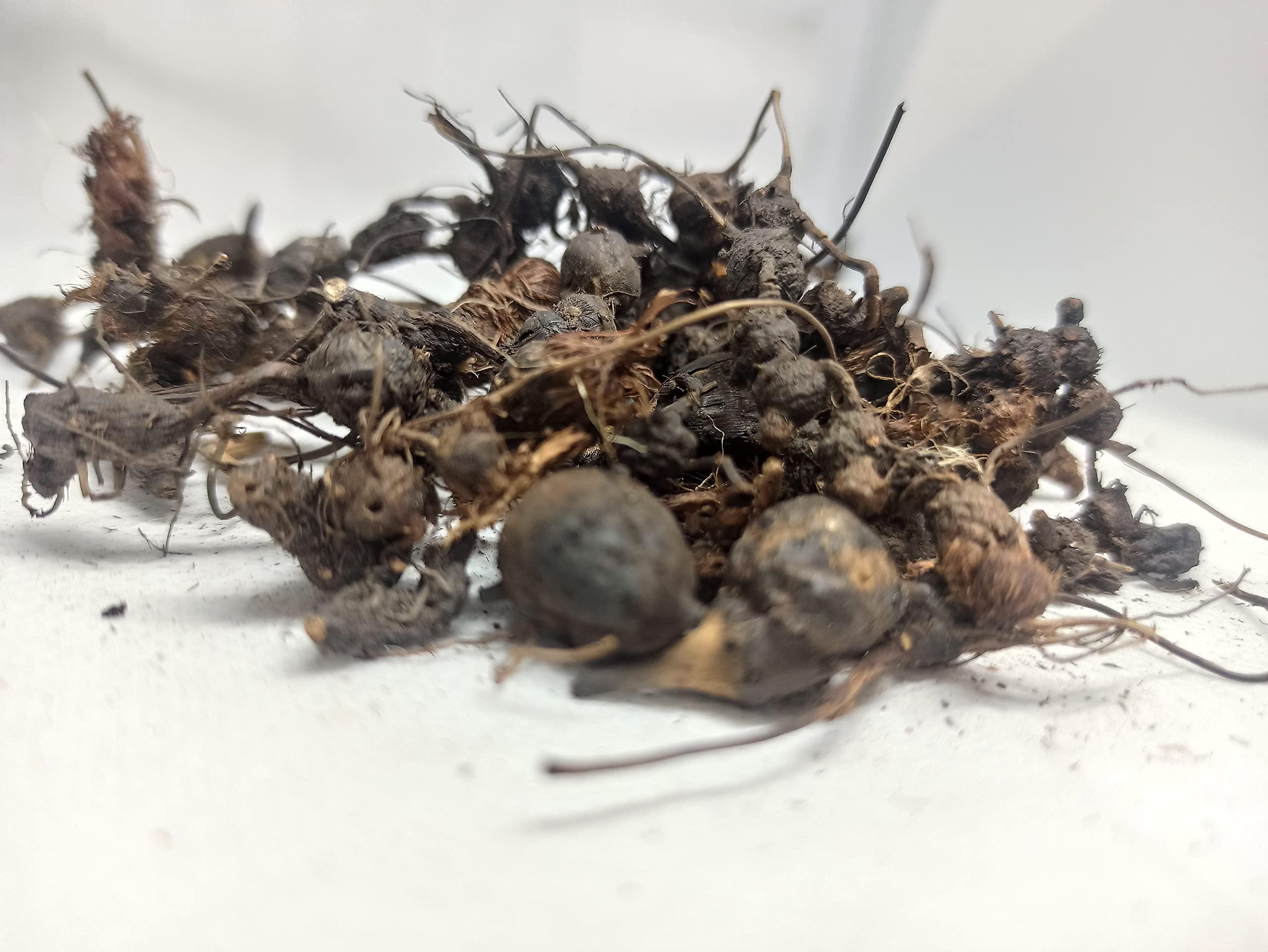 Generic NATURALIFE\'S-*KOORAIKILANGU*-NAGARMOTHA/KORAI KIZHANGU | CYPERUS ROTUNDUS | MUSTA HERB