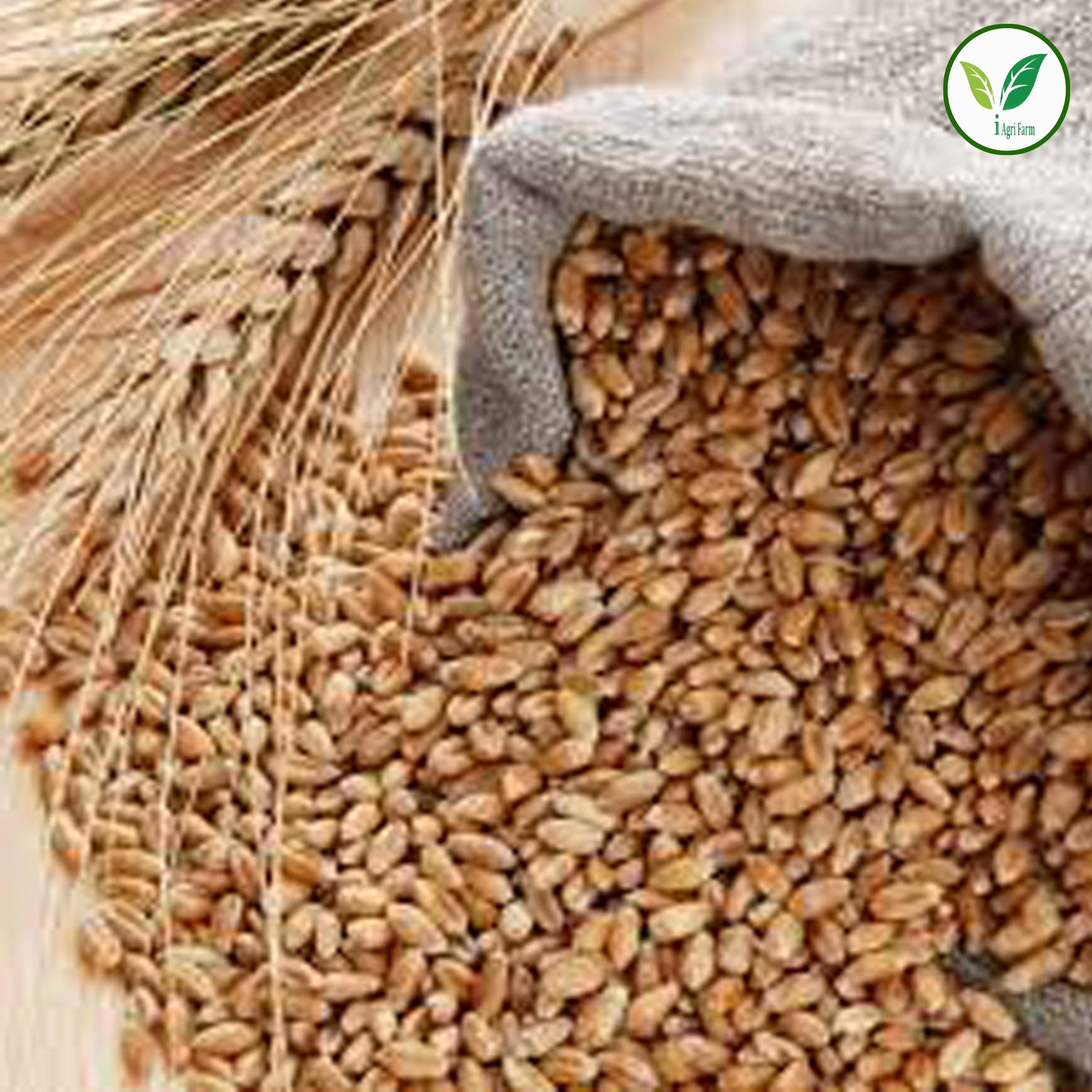 IAgriFarm Iagrifarm Khapli Wheat/Emmer Wheat (Long Grain) - 3 kg - Low Gluten, Glycaemic Index (GI)