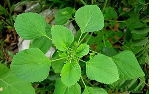 3V PRODUCTS 3V PRODUCTS Kuppaimeni Powder 50g | Indian Mercury | Indian Nettle | Acalypha Indica for Skin | Face | Edible Health Benefits