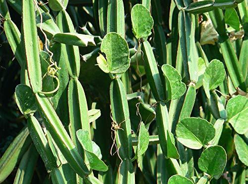 BSD Organics BSD Organics HerbY Powder of Pirandai/Veld Grape/Cissus Quadranglaris/Adamant Creeper for Joint Wellness - 300 Grams