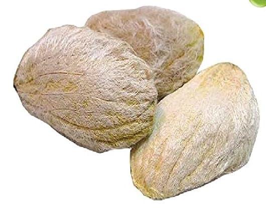 3V PRODUCTS 3V PRODUCTS Mango Seed Powder - Pack of 2x50g - Aam Beej | Aam Guthli | Maa Kottai