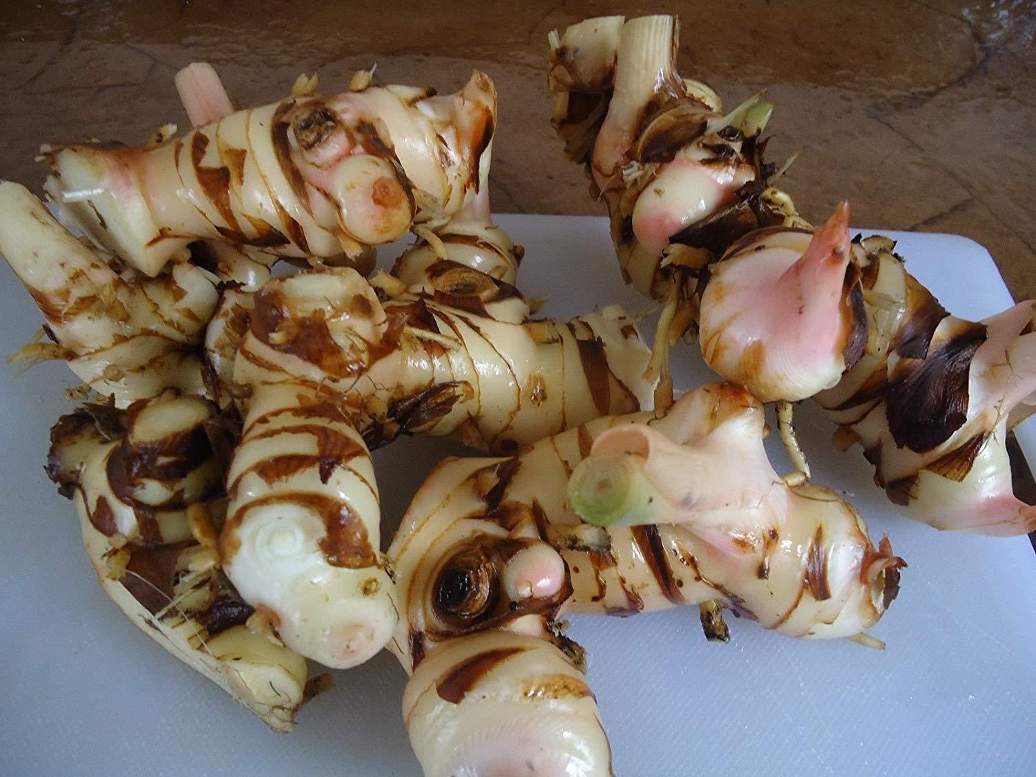 Neotea Neotea Greater Galangal, Siththarathi Plant Seed 200 G