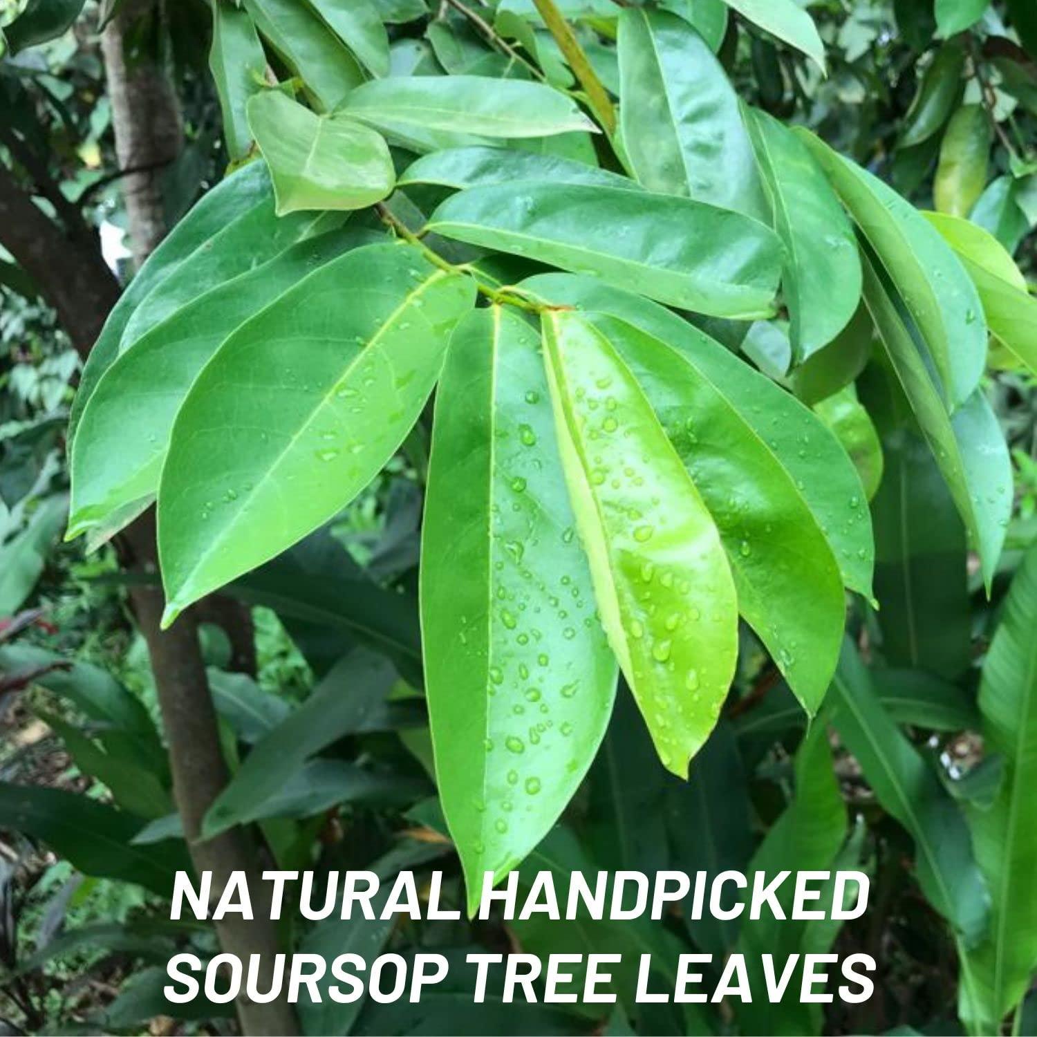 abamec Soursop Leaves, Graviola Soursop Dried Natural Leaves, 100% Natural and Handpicked Freshly Dried Soursop (Guanabana) Leaves (300 Leaves)