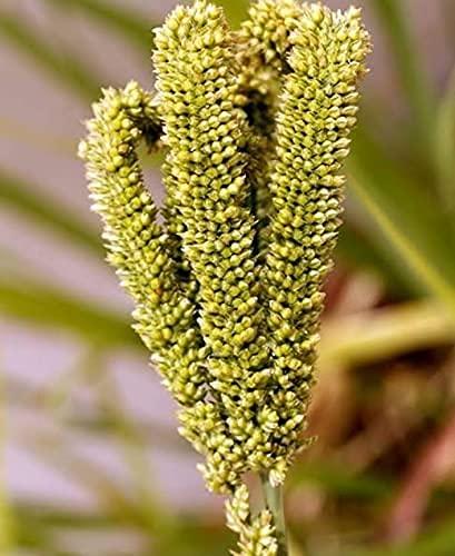 VS Products VS Products Ragi Grain(Finger Millet), 6Kg