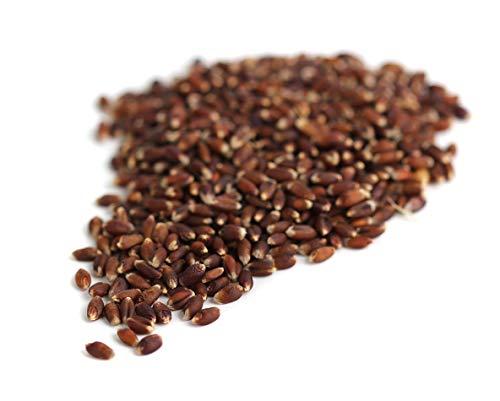VISION CRAFTED VISION CRAFTED Punjab Natural Purple Wheat Seeds for Farming and Sowing (2 KG, Purple Wheat)