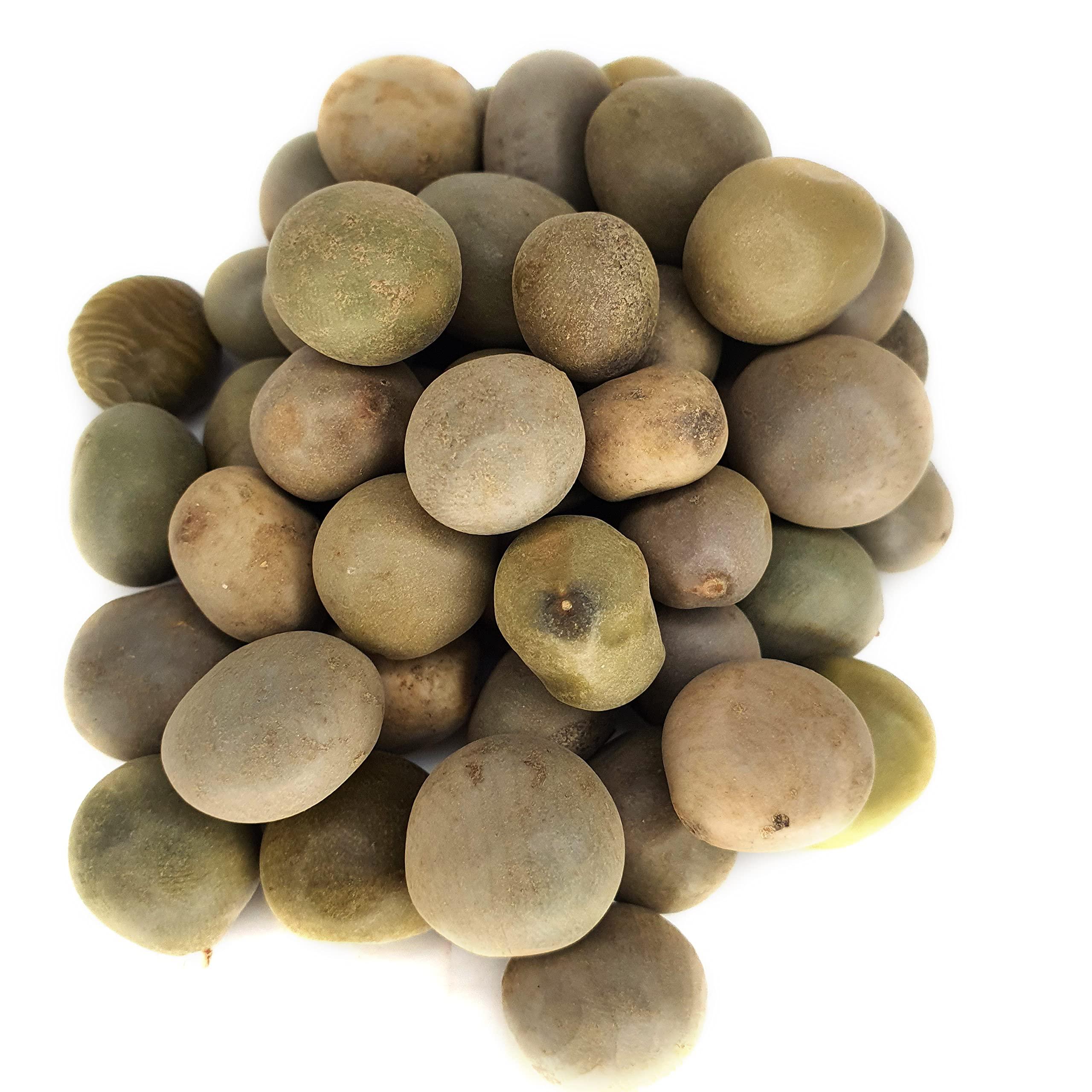 Generic Masso Pansari KARANJWA BEEJ CAESALPINIA BONDUCELLA SAGARGOTA KAT KARANJA SEEDS KARANJ BiJ KALARCHIKKAI FEVER NUT (200gm)