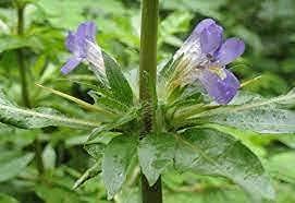 VS Products VS Products Neermulli | Hygrophila auriculata | Marsh Barbel | Kokilaksha Seed, 800g