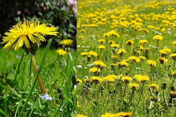 A D FOOD & HERBS A D Food & Herbs Dried Flowers DIY Combo for Herbal Floral Tea (Dandalion, 50 Gms)