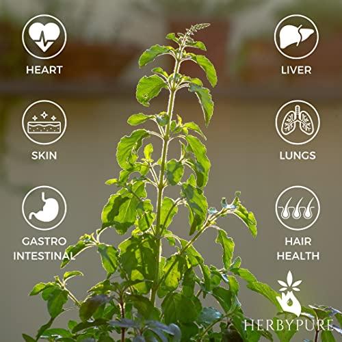 Herby Pure Herby Pure Panch Tulsi Ark Drops | Made of 5 Types of Rare Tulsi | For Immunity, Cough & Colds, Anti-Oxidant & Blood Detox | 100% Natural Drops | Pack of 2-60ML