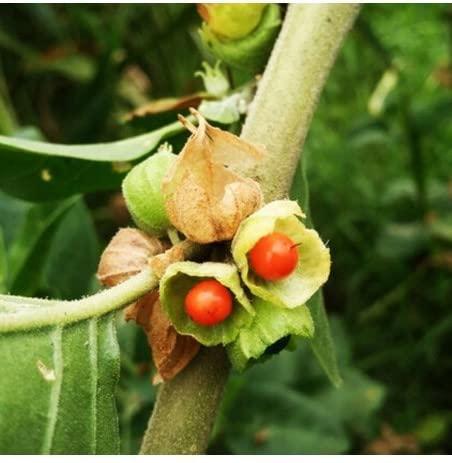 Generic Paudha Organic Ashwagandha Herb pack of 55 seeds_073