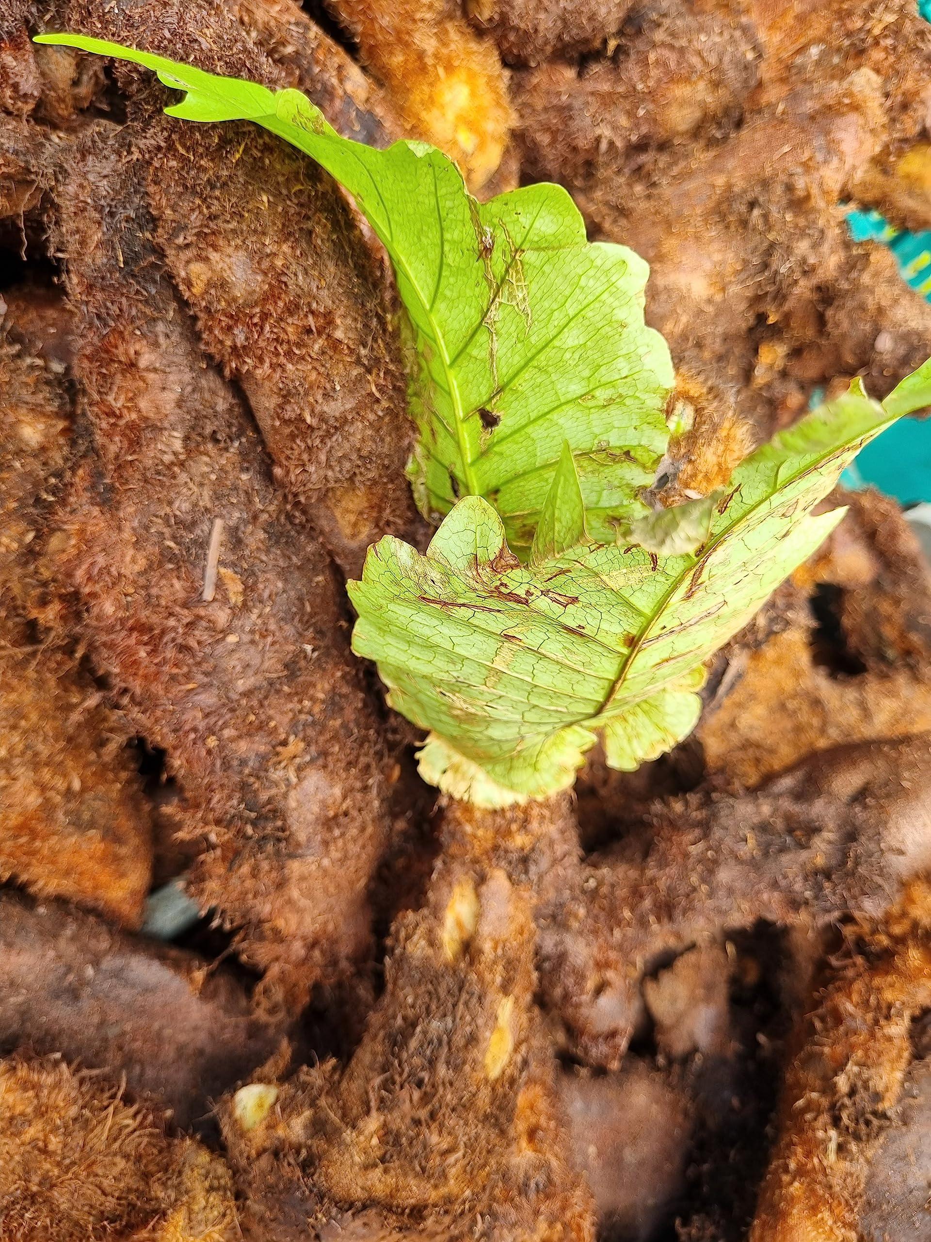 vaikai Mudavattukal kilangu 1 kg