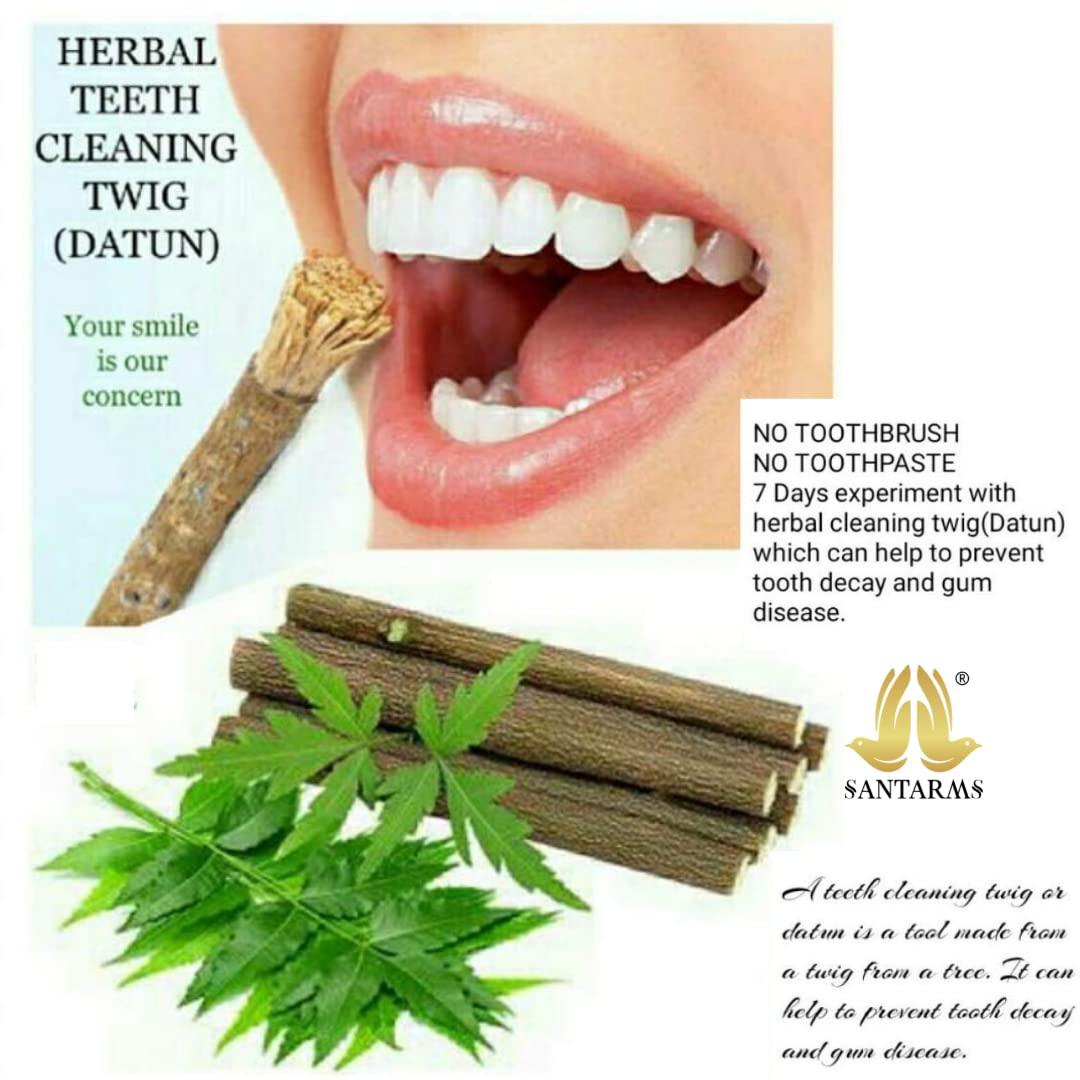 santarms Santarms Ayurvedic Natural Organic Fresh Neem Stick Datun Toothbrush Nim Tree Twigs Chew Sticks For Brushing Teeth Removes Bad Breath PACK OF 50 STICKS