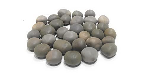 Ayushiv Ayushiv KARANJWA BEEJ (CAESALPINIA BONDUCELLA) - SAGARGOTA - KAT KARANJA SEEDS - KARANJ BEEJ - KALARCHIKKAI - FEVER NUT (1 KG)