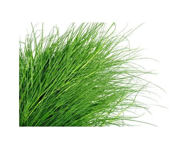 3V PRODUCTS Arugampul Powder 50g | Bermuda Grass | Doob Grass | Cynodon Dactylon