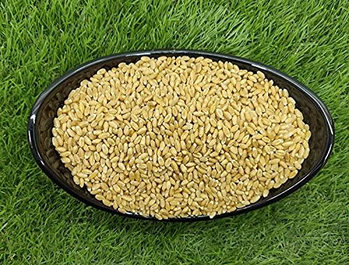 ORGANIC NATURE Organic Nature MP Sharbati Wheat Fresh from Farms | No Mixture | No Preservatives | Washed and Dried (Pack of 400 gms)
