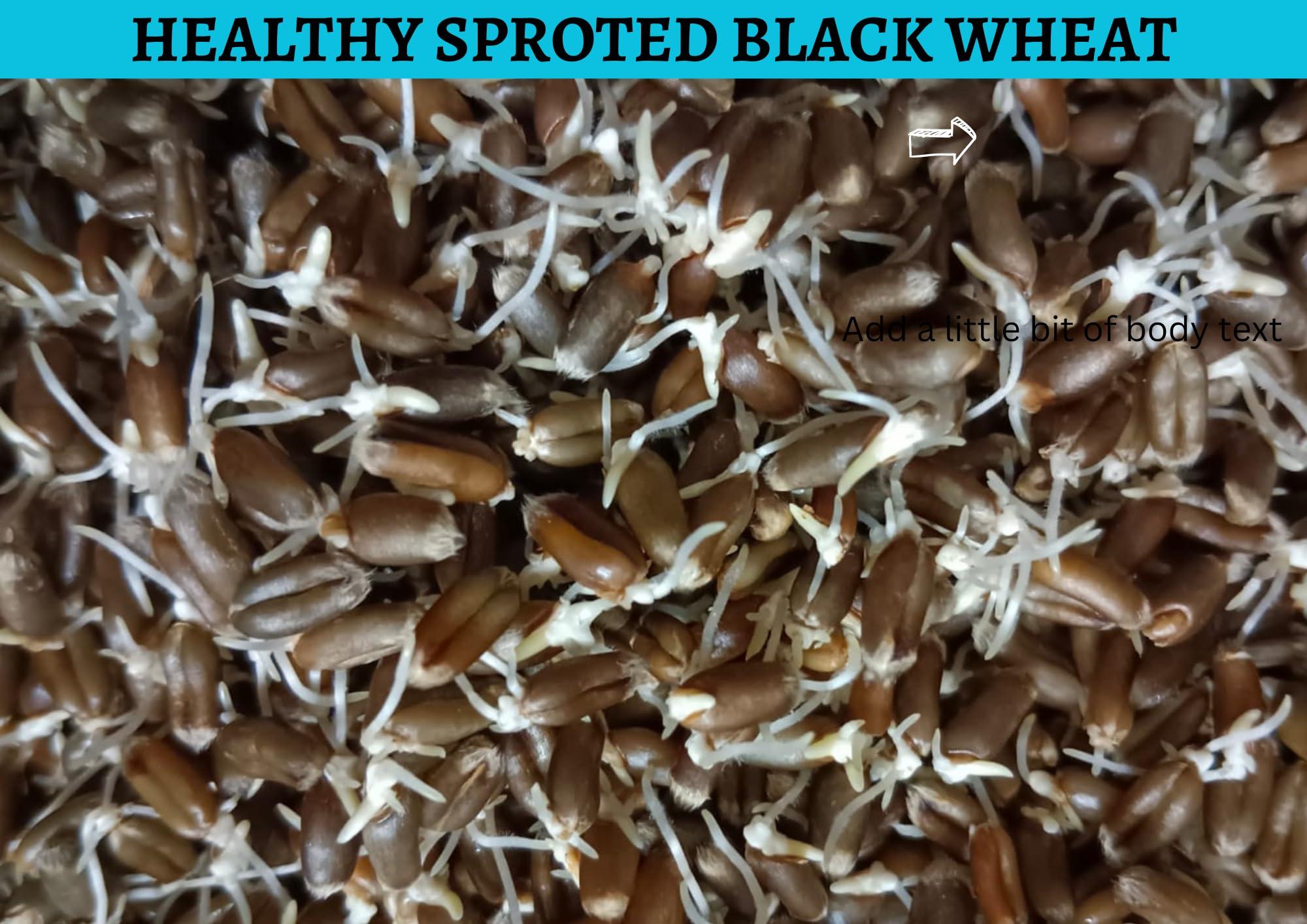 G7 GRAINS BLACK WHEAT FLOUR (5 KG) for eating and cooking | kale gehu ka atta | Produce of India from Organic Farms | BY G7 GRAINS