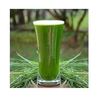 3V PRODUCTS Arugampul Powder 50g | Bermuda Grass | Doob Grass | Cynodon Dactylon