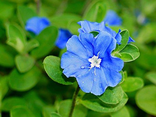 SAARA Saara HERBAL FRESH Vishnukranthi Powder, 300g, Shankhapushpi, Vishnukrantha, Morning Glory, Sankaholi Powder, (pack of 3x 100g)