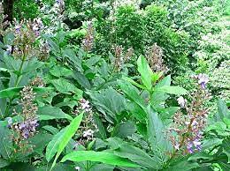 YAMKAY YAMKAY Siru Theku Thekku Clerodendrum Serratum Bharangi Gantubarangee Canttubrarangee Cheru Thekku Powder 100g m