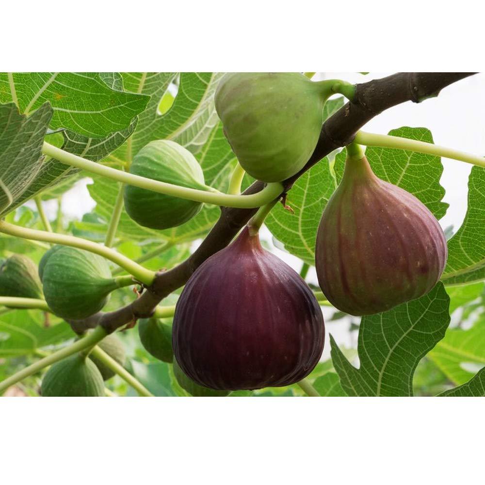PURE POINT Pure Point Natural Fig/Anjeer/Aththi palam Fresh Dry Fruits (250)