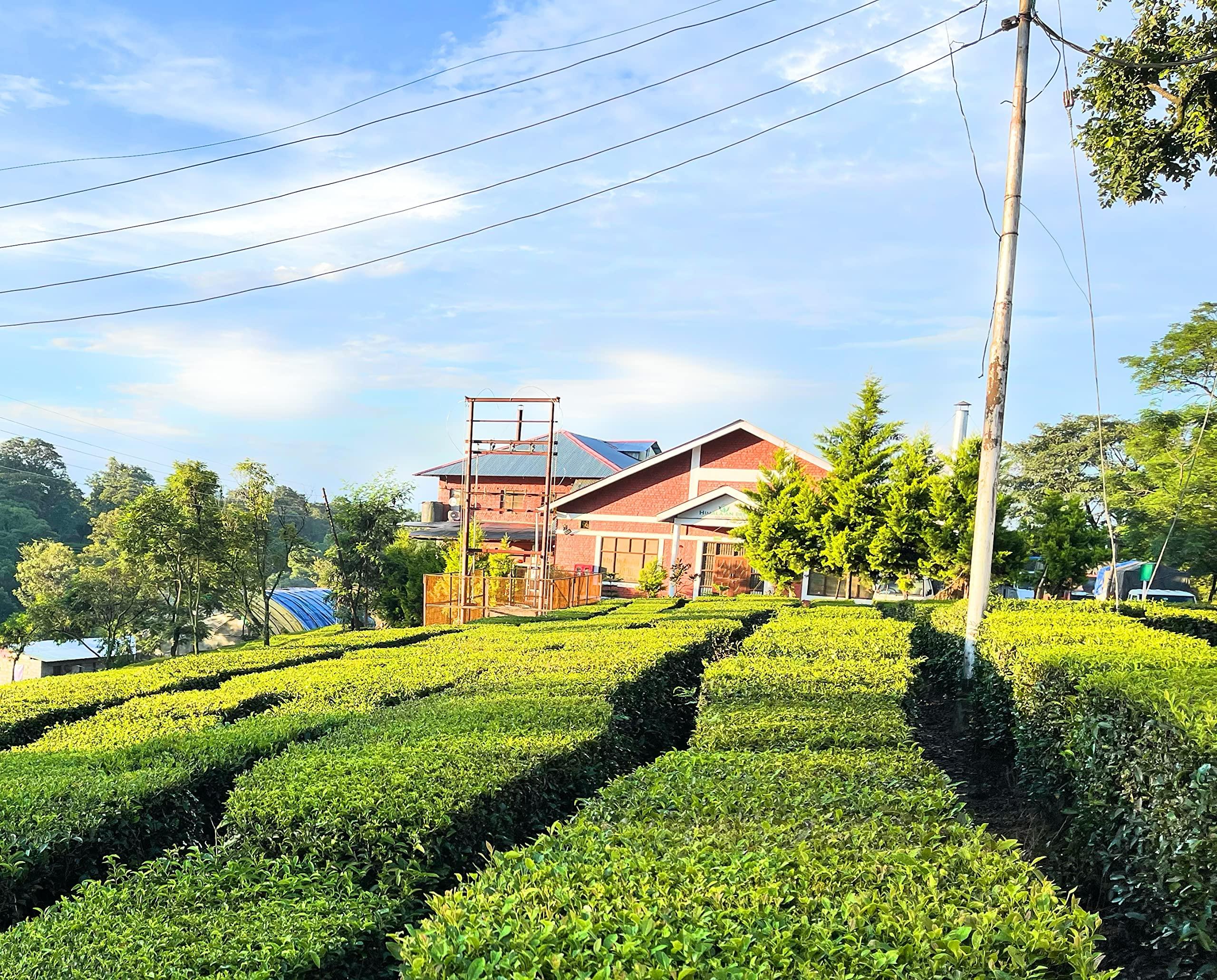 Himalayan Brew Blueberry with butterfly pea flower Green Tea