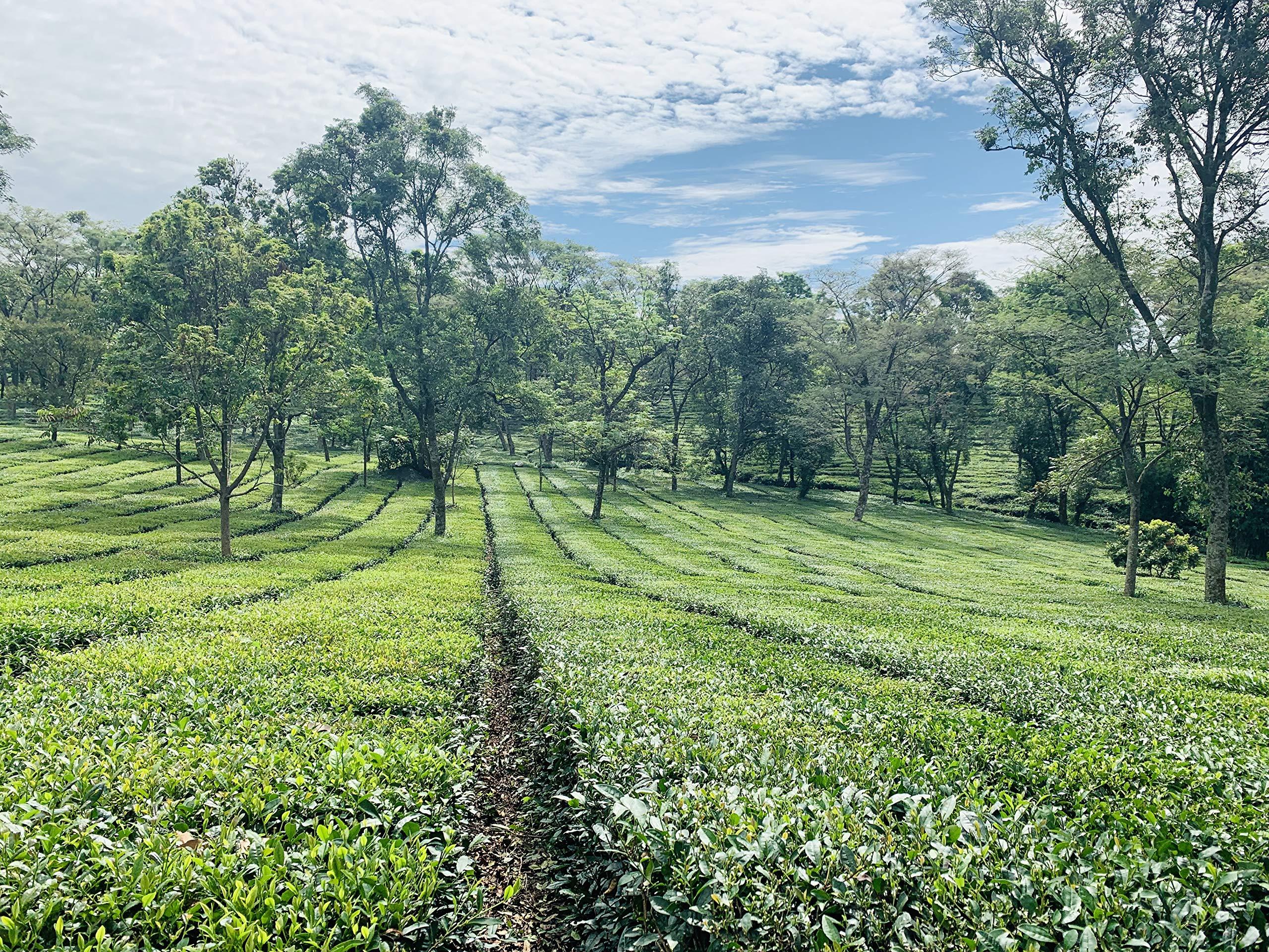 Himalayan Brew PURE AMLA Indian Goose Berry With Kangra Green Tea lemon and Cumin (Zeera) with pink salt