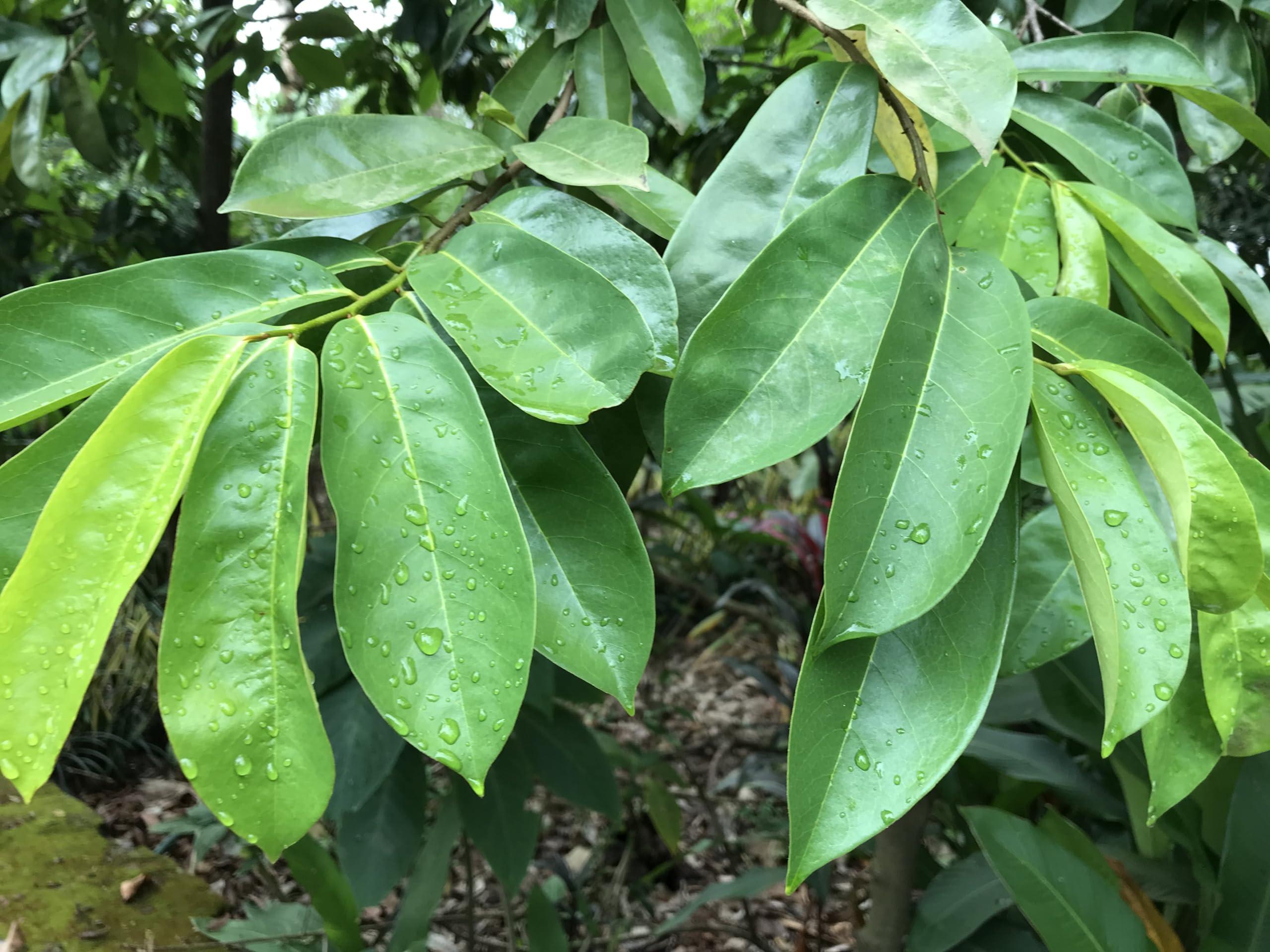abamec Soursop Leaves and Stems, Natural Dried Graviola Soursop Leaves and Stems, 100% Fresh Handpicked Dried Soursop (Guanabana) Leaves (50 Leaves + 50 Gram Stems)