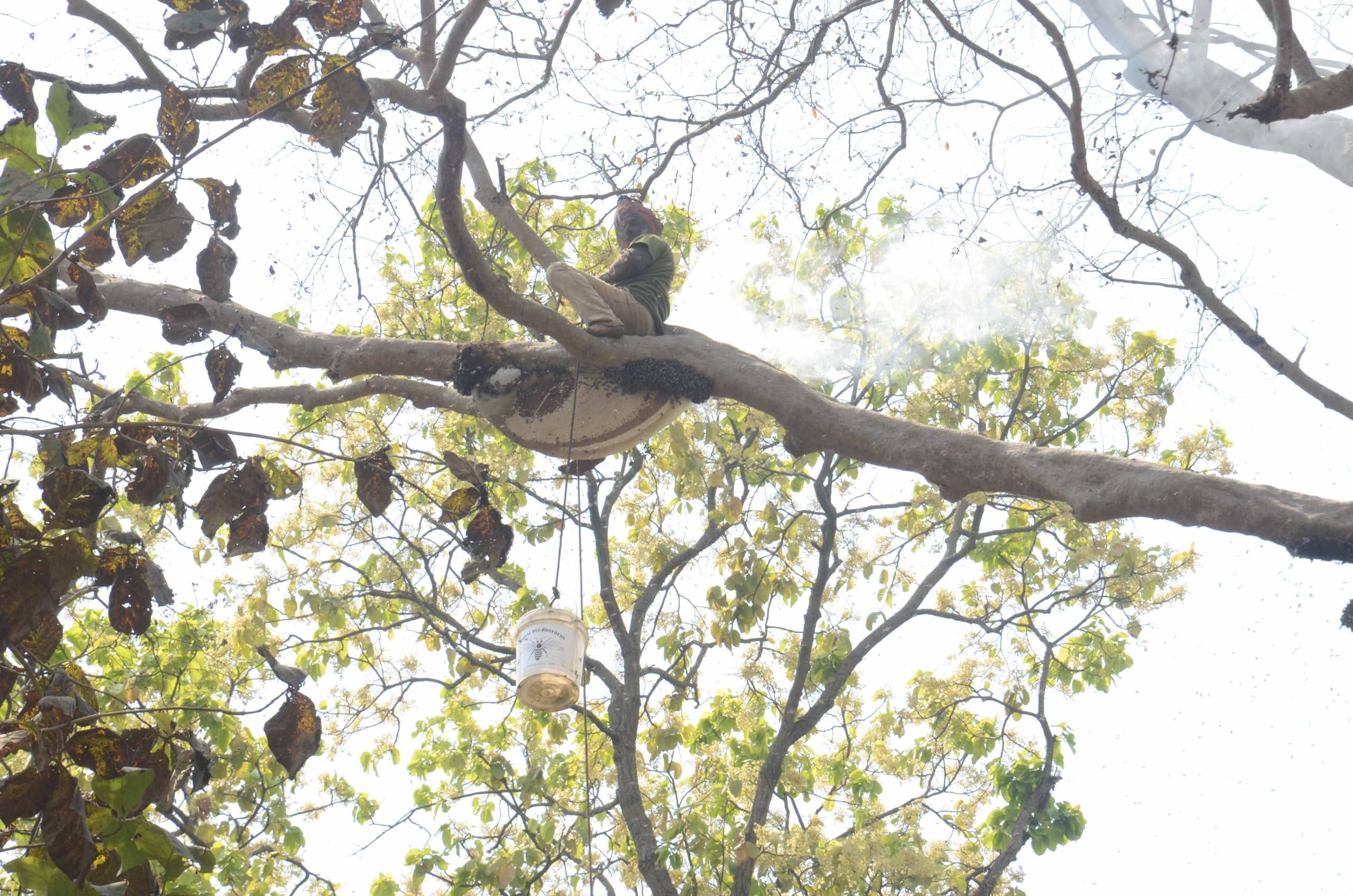 Royal Bee Brothers Royal Bee Brothers | Tribal Natural Forest Honey | Produce of Wild Honey Bees | 100% Raw, Unprocessed, Unheated, Unfiltered, No Chemical, No Adulteration | 250 g