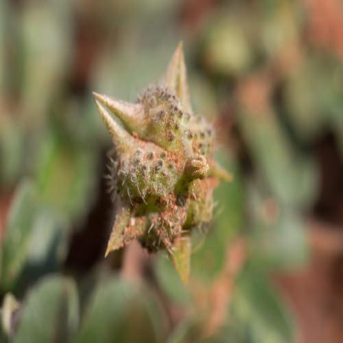 Ketley Gold Ketley Gold Tea Bag 10kg | Premium Strong Assam Tea | 5kg x 2