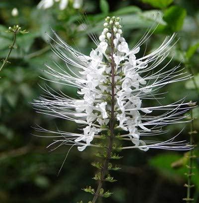 VS Products VS Products Poonai Meesai Powder, 550g, Cat Whiskers Plant, Orthosiphon Stamineus, Java Tea Leaf, Seeraga Tulsi Powder, (pack of 5 x 100g, pack of 1 x 50g)