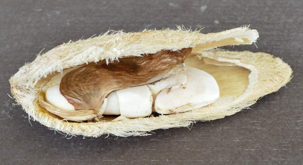 Zone Marketing Mango Seed Powder 100g by Zone Marketing