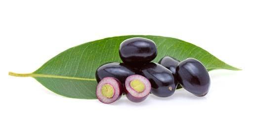 3V PRODUCTS 3V PRODUCTS Naval Kottai Powder 100g | Jamun Seed | Neredu Ginjalu | Jambu Beej for Immune Boosting | Manage Blood Sugar | Diabetes