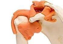 ARTSY Artsy Aid Triangular Military Cravat Non Sterile Cotton Bandage (100x100x141 cm, White) (1)