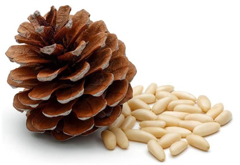 Avlokan Avlokan Pine Nuts Without Shell Jar Pack (Afghani Chilgoza Giri),Raw (pineg200g)