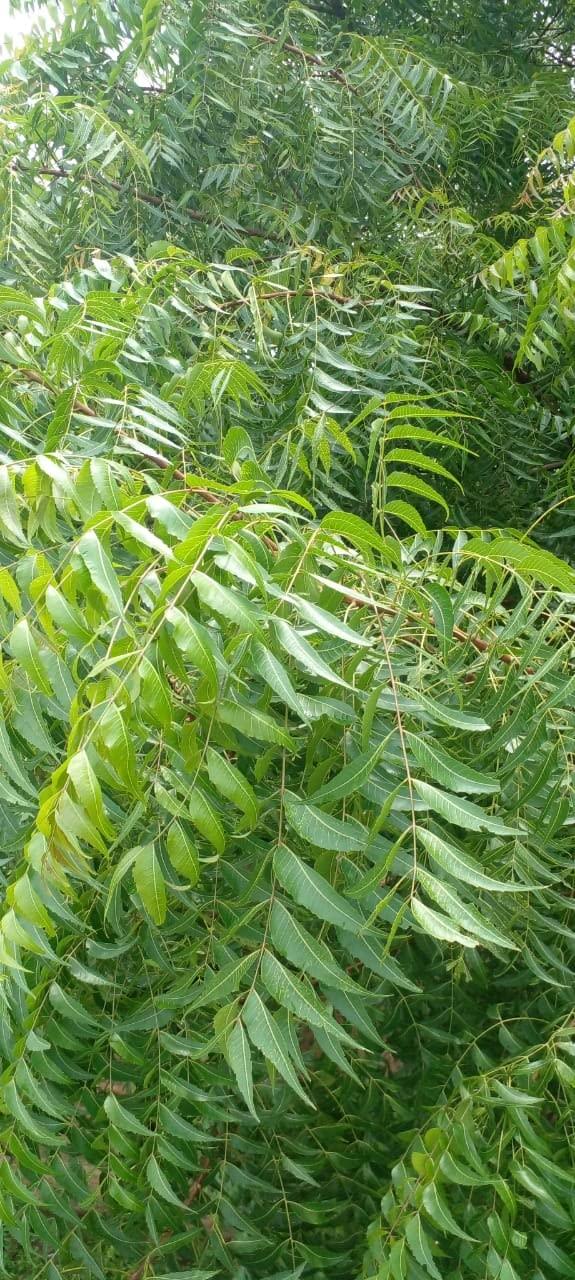 Li6 Li6 - NATURAL ORGANIC NEEM DATUN TOOTHBRUSH STICKS Set Of 12 (Size 9 Inch)