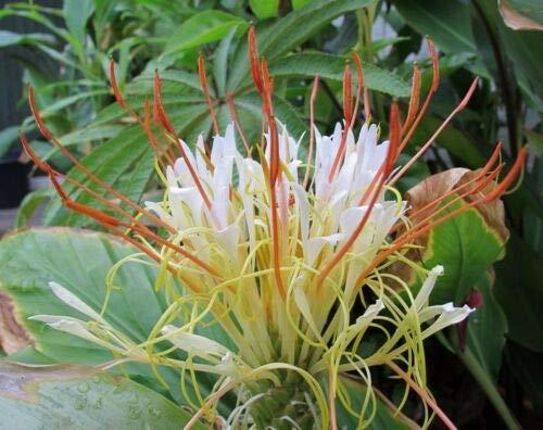 SRUSHTI TRADERS Hedychium Ellipticum Seeds, Shaving Brush Ginger Hardy Rock Butterfly Lily