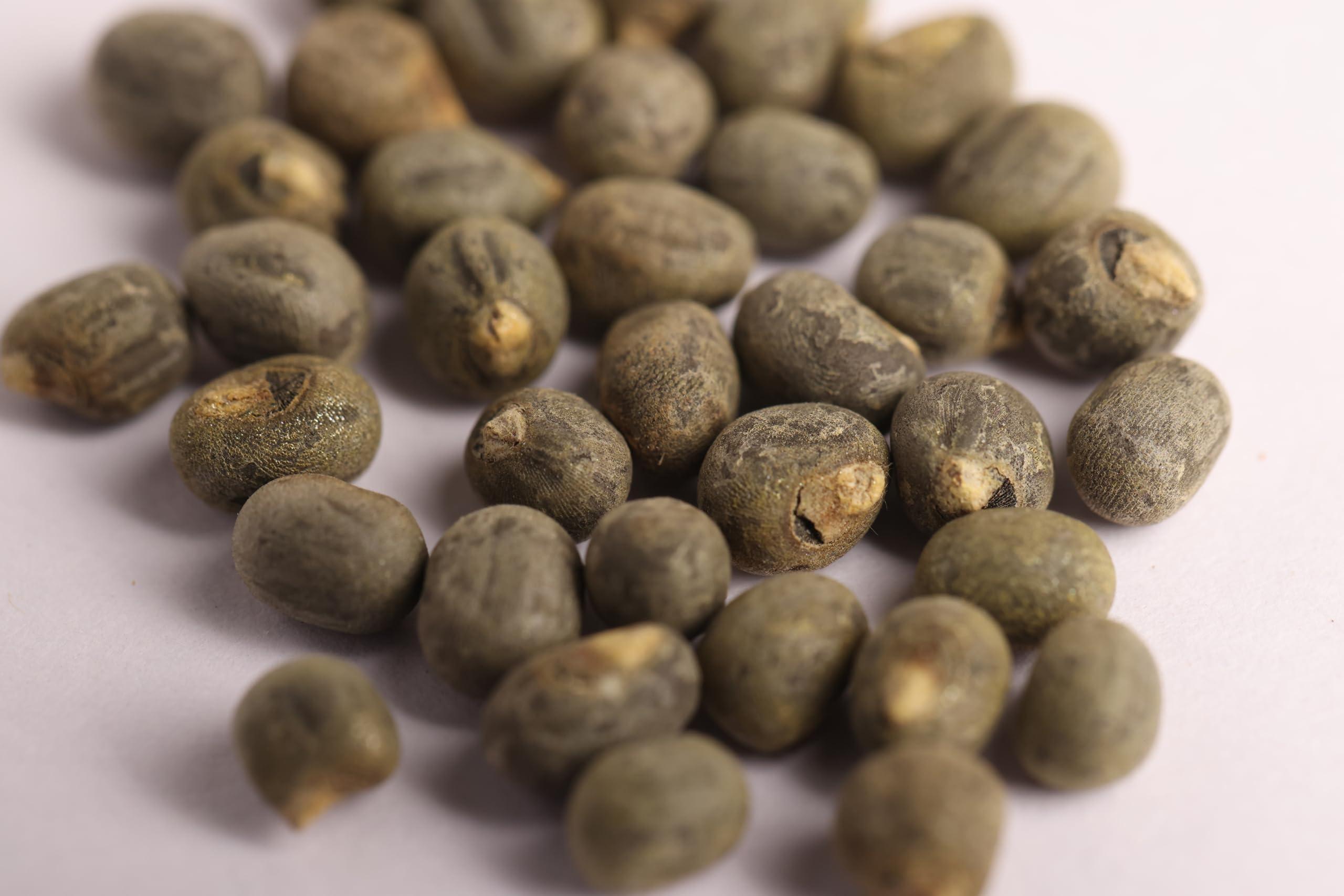 OGOC OGOC Kasturi Venda Seeds | Abelmoschus moschatus | 25 Seeds