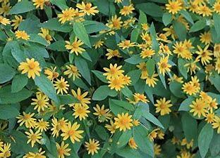 VS Products VS Products Karpooravalli Powder, 100g, Coleus Amboinicus, Omavalli Leaves, Indian Borage, Patta Ajwain, Vamu Aaku, Panikoorka Leaves Powder, (pack of 1 x 100g)