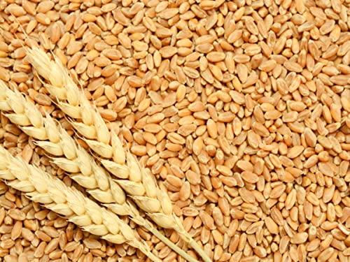 Green World Green World DBW 327 Wheat Seeds for Agriculture & Farming (1 Kg x pack of 2)