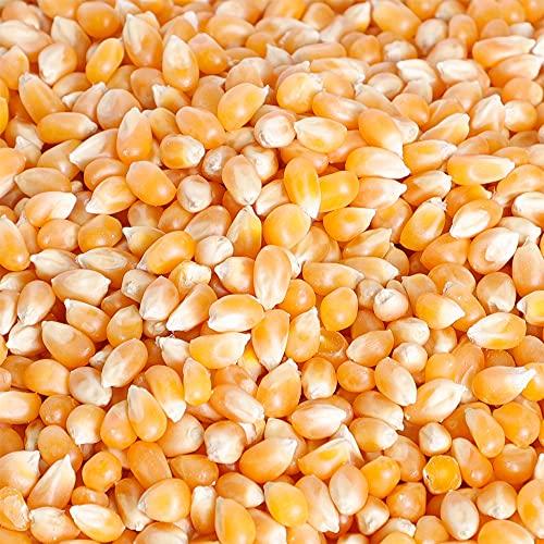 ORGANIC NATURE Organic Nature Popcorn Kernels Seed (Pack of 1.0 Kilogram)