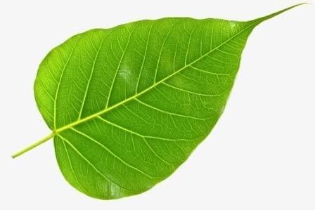 NavaFresh Basics Green Organic Peepal Tree Leaves/Fresh Pepal Ke Patte/Herbal (20 leaves) Natural Pipal Leaf