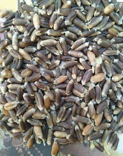 Aromatic Aromatic Rare Wild Black Wheat/Kala Gehun/Pahadi Gehun-1kg (2kg)