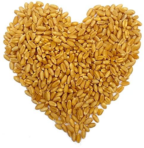 ORGANIC NATURE Organic Nature MP Sharbati Wheat Fresh from Farms | No Mixture | No Preservatives | Washed and Dried (Pack of 400 gms)