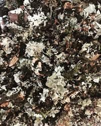 KOO Retails KOO Retails Stone Flower Spice 50 Gram | Pathar Phool | Dagad Phool | Chhabila | Kalpasi Spice | Permalia Perlata | Rock Flower Stone | Patthar Ke Phool