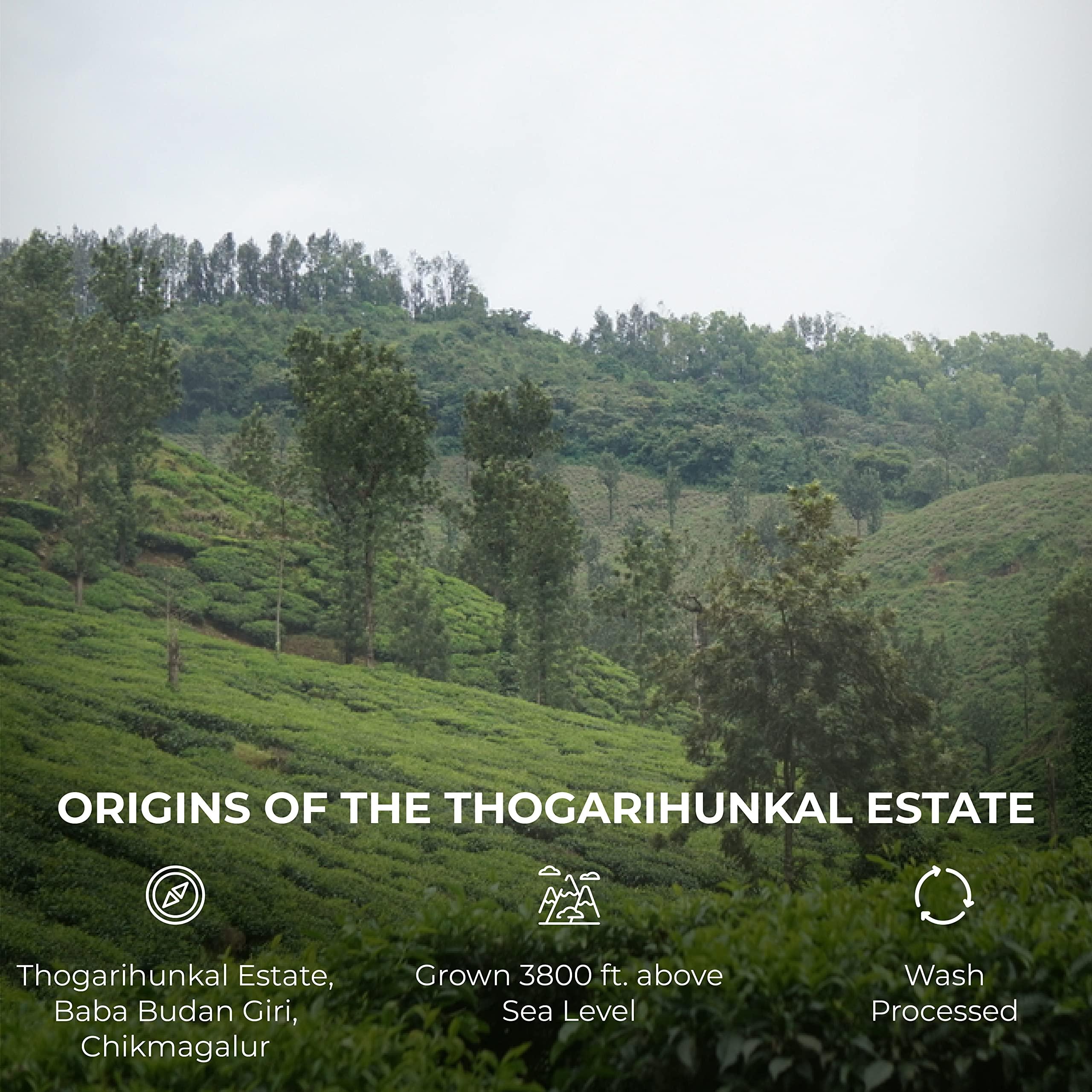 Bombay Island Coffee Company Bombay Island Coffee Thogarihunkal Estate | Medium Roast | Freshly Roasted 100% Arabica | 250 Gm | South Indian Filter Grind