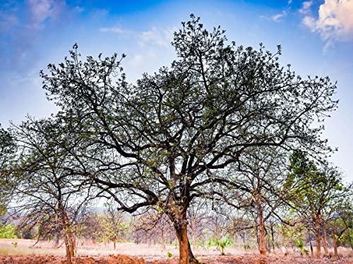 Cloudbail Retail Ayodhya Mahua Flower Dried 200 gm. (Madhuca Longifolia) Phool Mahua - Mahuya Flower - Madhuca Indica Mahua Fruit from Village Tree