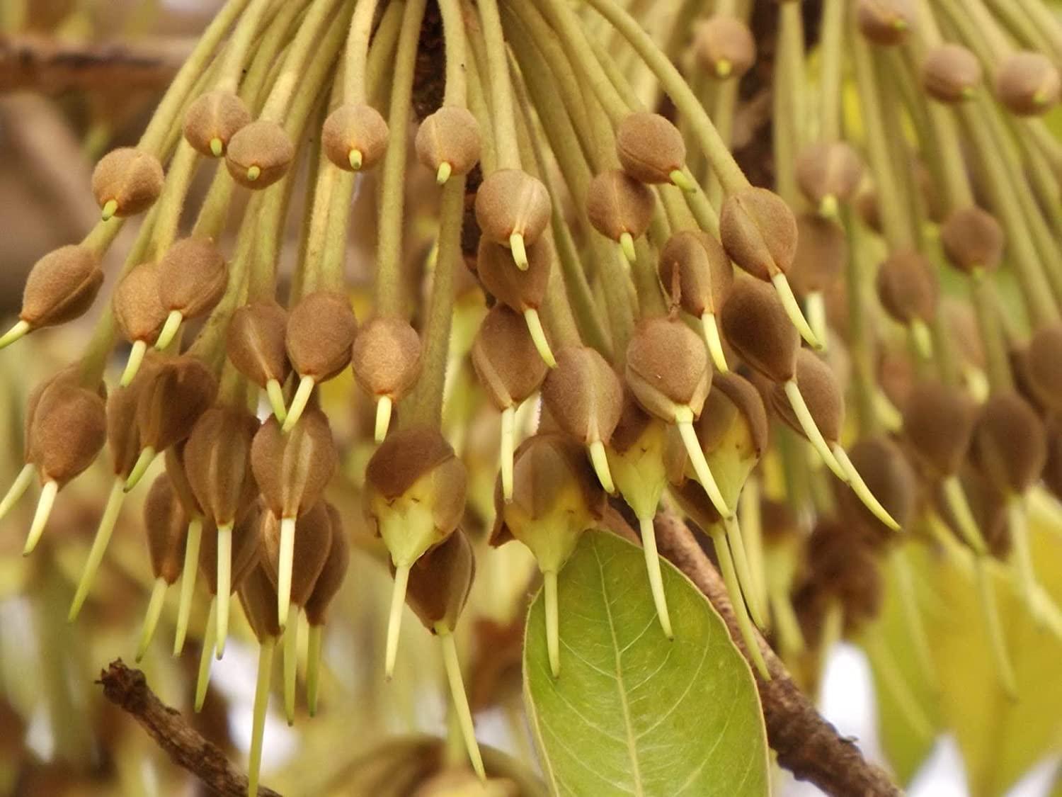 BANDHAL BANDHAL Mahua Flower Dried 450 Gm. (Madhuca Longifolia) Phool Mahua - Mahuya Flower - Madhuca Indica Mahua Fruit From Village Tree
