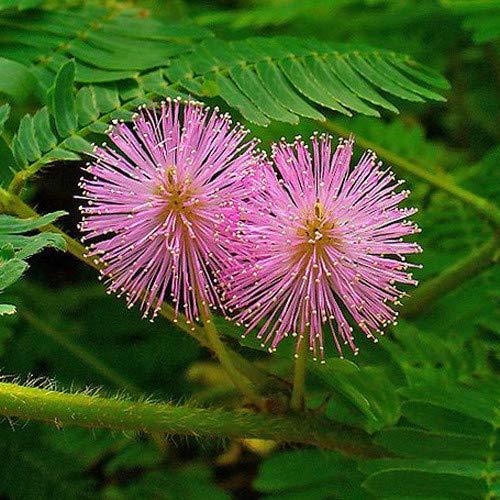 SAARA SAARA Herbal Fresh Thotta Sinungi Leaves Powder,100G, Mimosa Pudica Powder, Mudatha Damara, Lajalu, Muttidare Muni, Thottavadi, Ajalikalika, Sleepy Plant Powder,(Pack Of 1 X 100G), Vegetable Masala