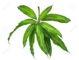 RUDRAKSHA Rudraksha Mango Leaves, Green, Fresh and Organic. Pack of 51 Leaves. Used for Havan, Puja and Festivals.